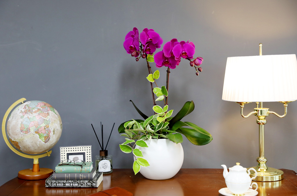 [/] White Elegant Orchid  ()