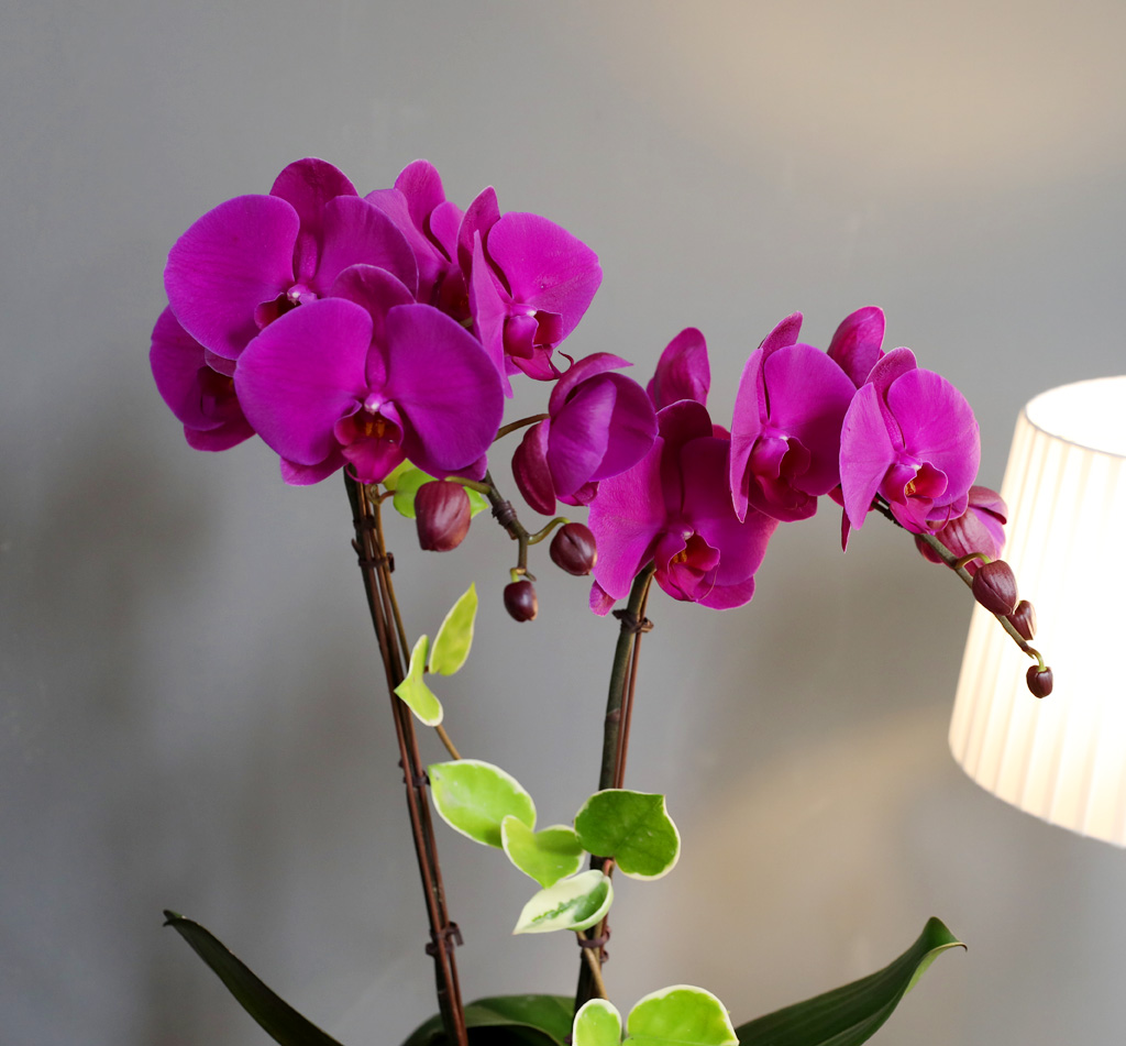 [/] White Elegant Orchid  ()