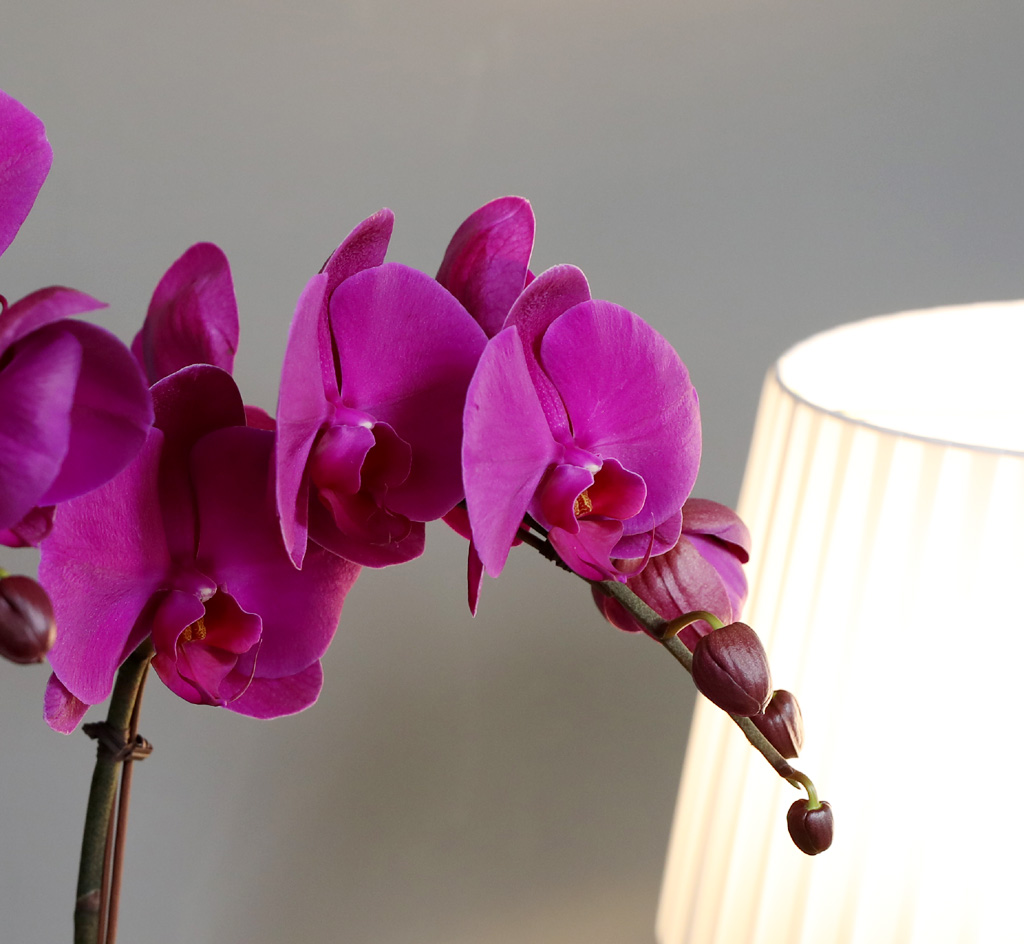 [/] White Elegant Orchid  ()