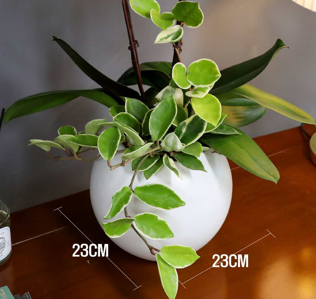 [/] White Elegant Orchid  ()