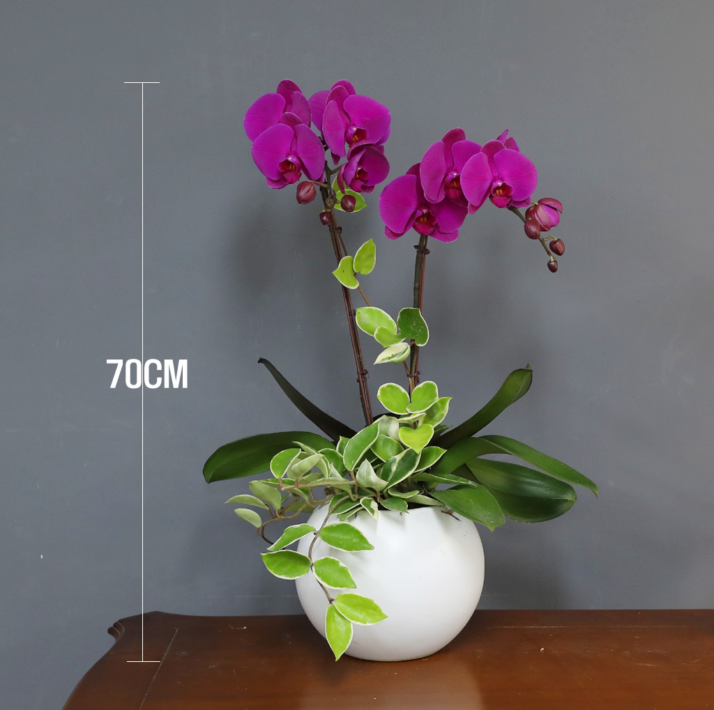 [/] White Elegant Orchid  ()