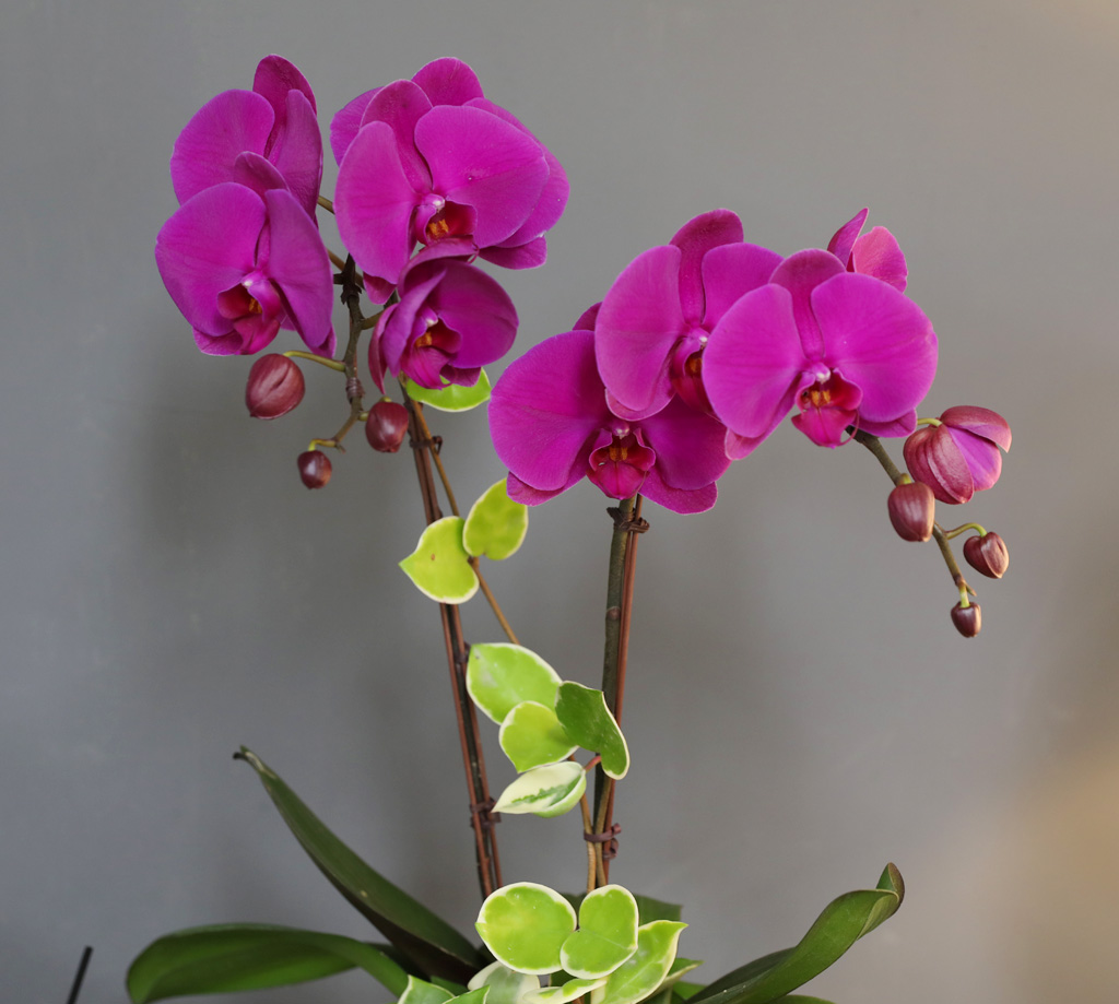 [/] White Elegant Orchid  ()