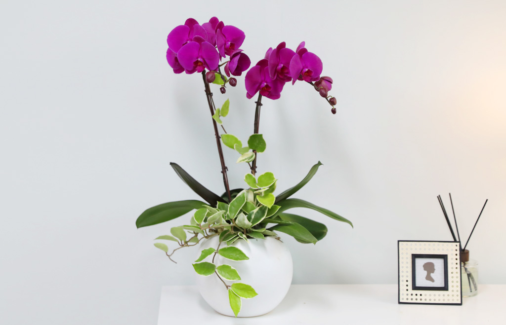 [/] White Elegant Orchid  ()