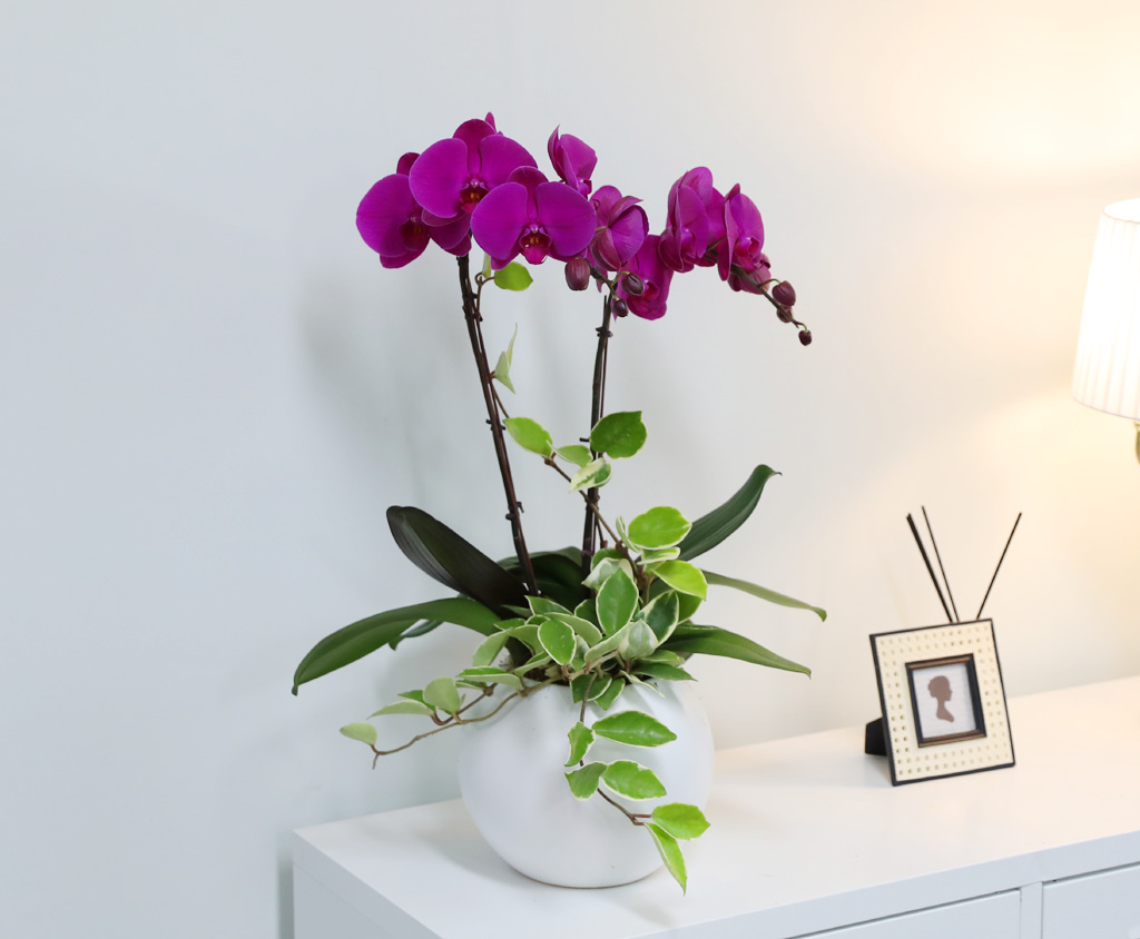 [/] White Elegant Orchid  ()