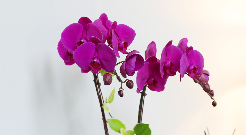 [/] White Elegant Orchid  ()