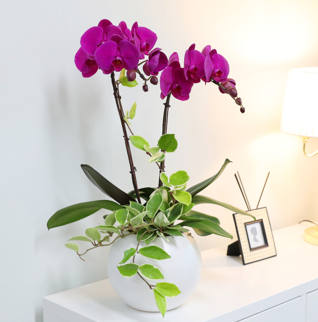 [/] White Elegant Orchid  ()