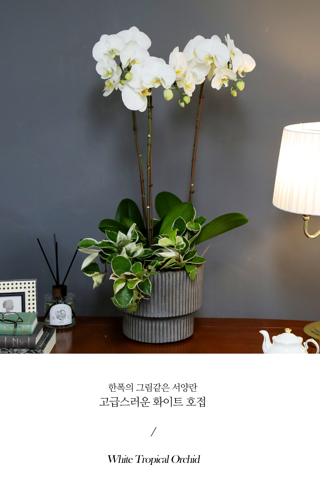 [/] White Elegant Orchid  긱Ʈ ()  ɹ