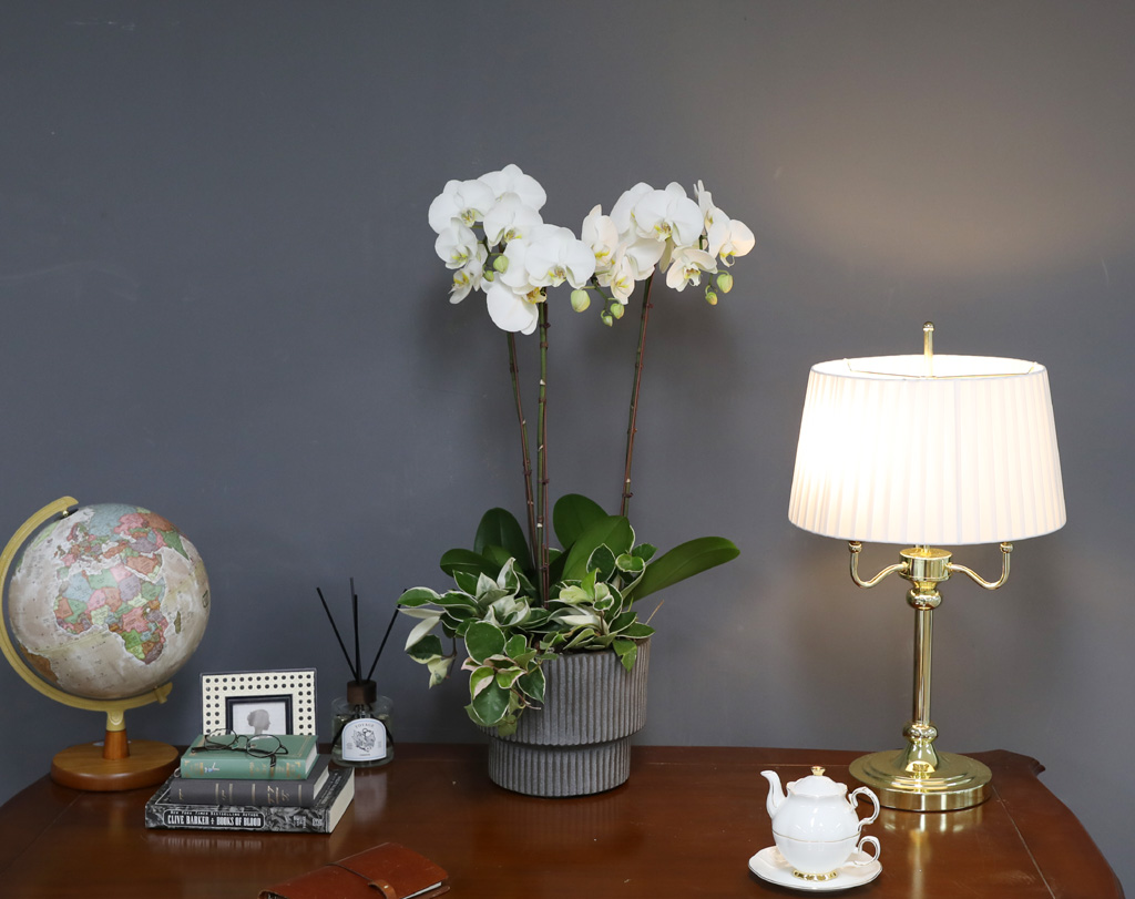 [/] White Elegant Orchid  긱Ʈ ()  ɹ