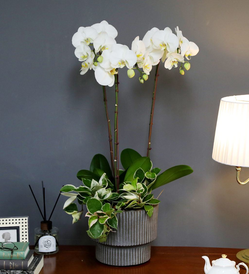 [/] White Elegant Orchid  긱Ʈ ()  ɹ