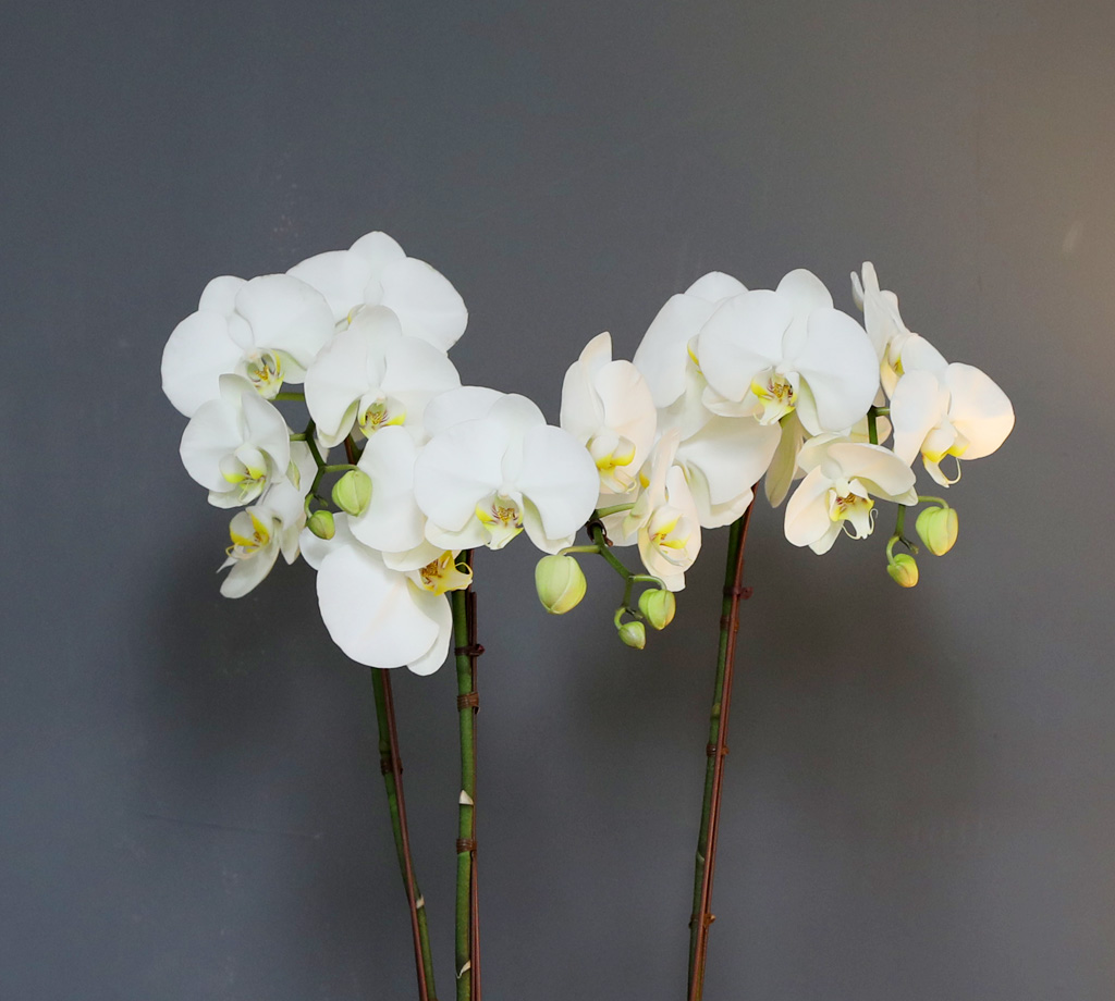 [/] White Elegant Orchid  긱Ʈ ()  ɹ