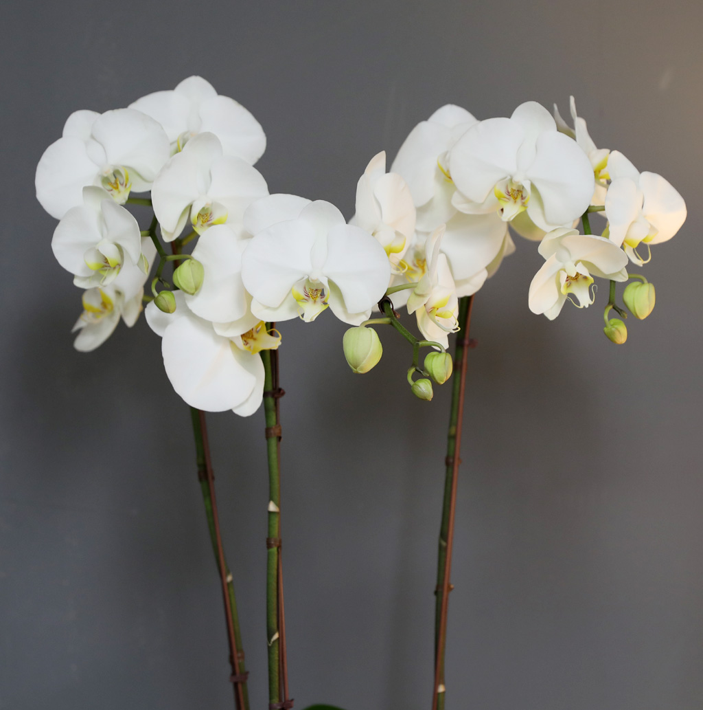 [/] White Elegant Orchid  긱Ʈ ()  ɹ