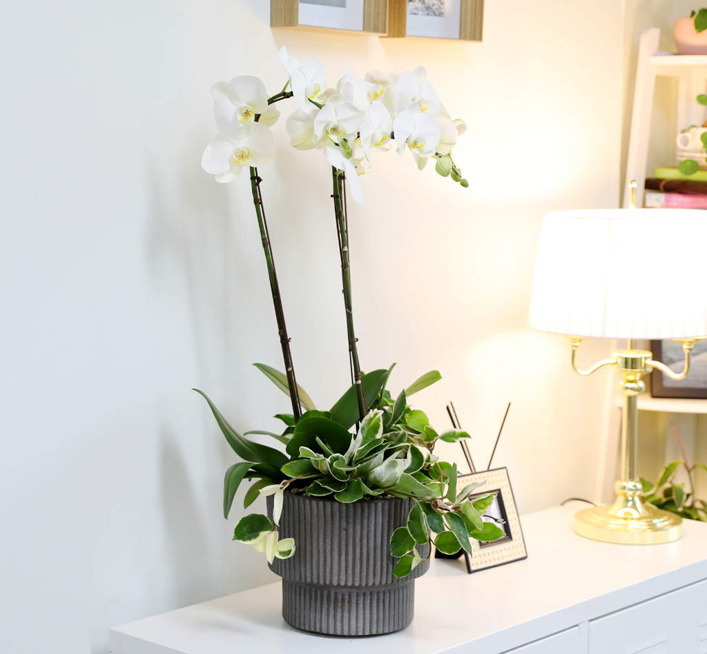 [/] White Elegant Orchid  긱Ʈ ()  ɹ