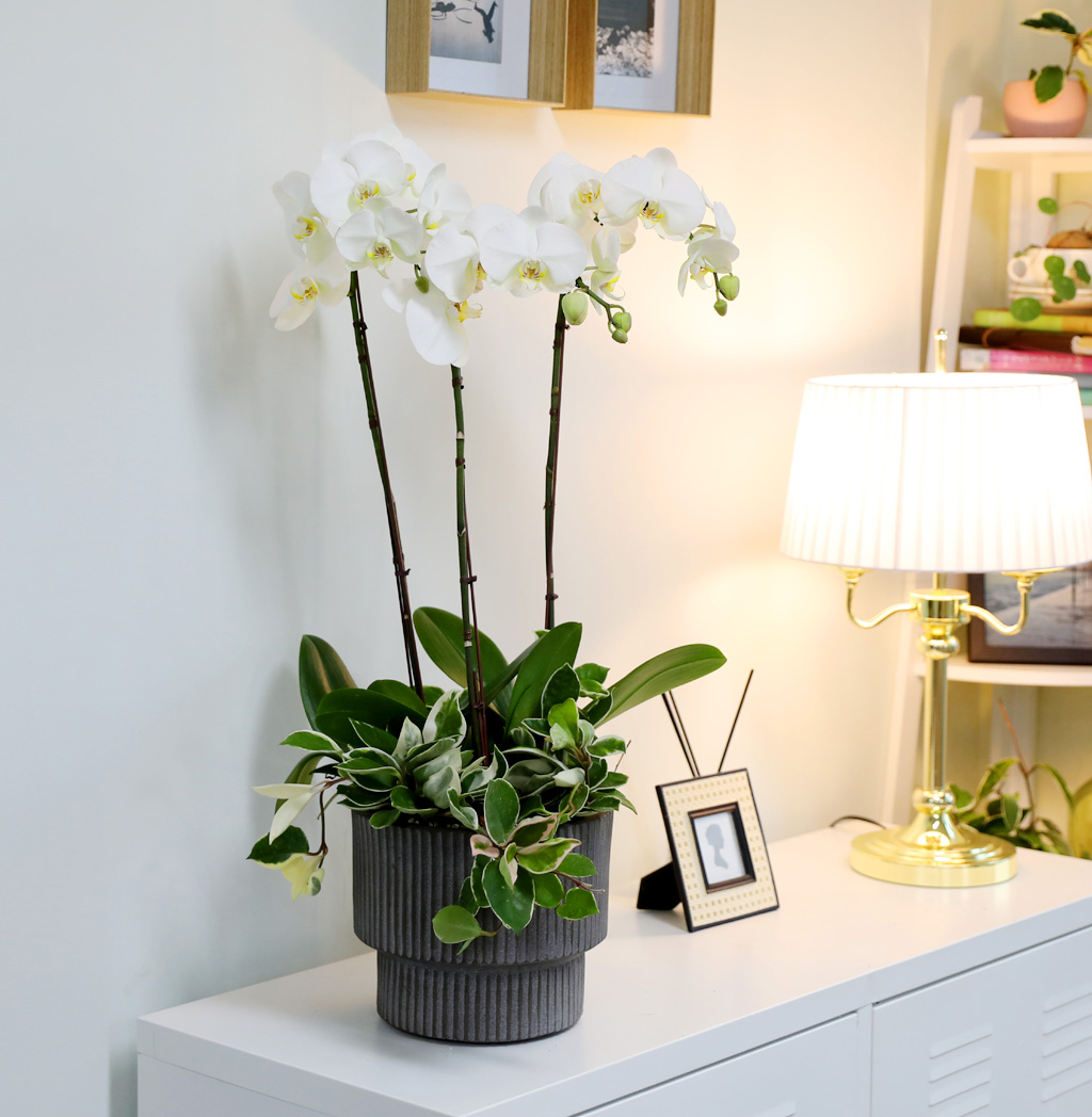 [/] White Elegant Orchid  긱Ʈ ()  ɹ