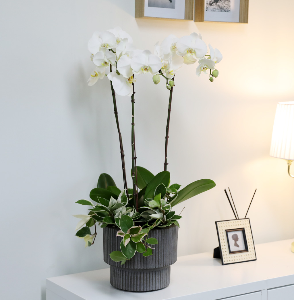 [/] White Elegant Orchid  긱Ʈ ()  ɹ