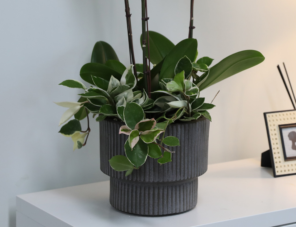 [/] White Elegant Orchid  긱Ʈ ()  ɹ