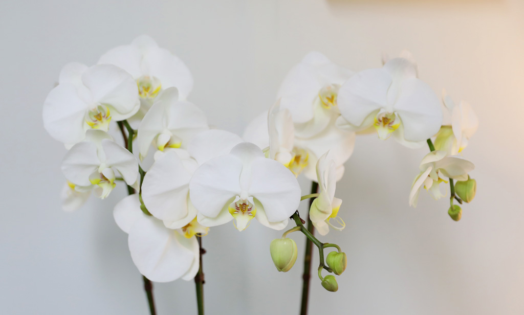 [/] White Elegant Orchid  긱Ʈ ()  ɹ
