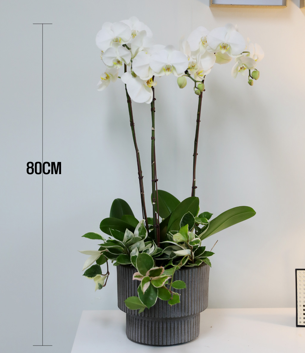 [/] White Elegant Orchid  긱Ʈ ()  ɹ