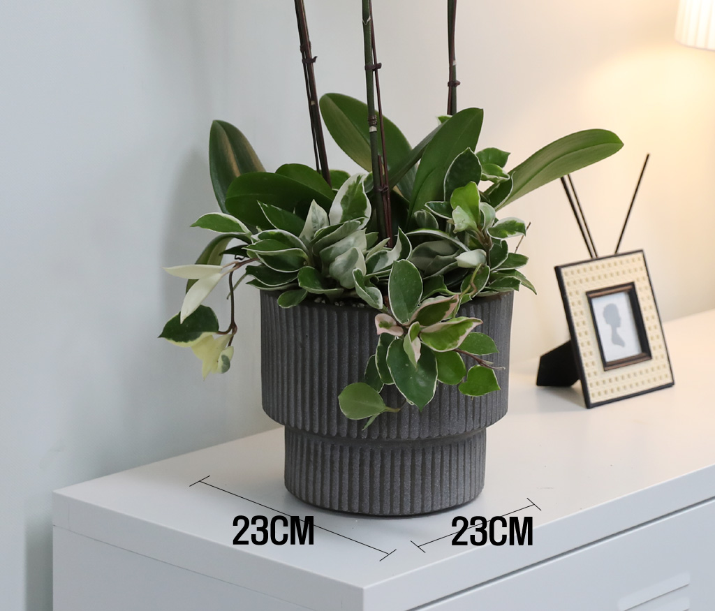 [/] White Elegant Orchid  긱Ʈ ()  ɹ