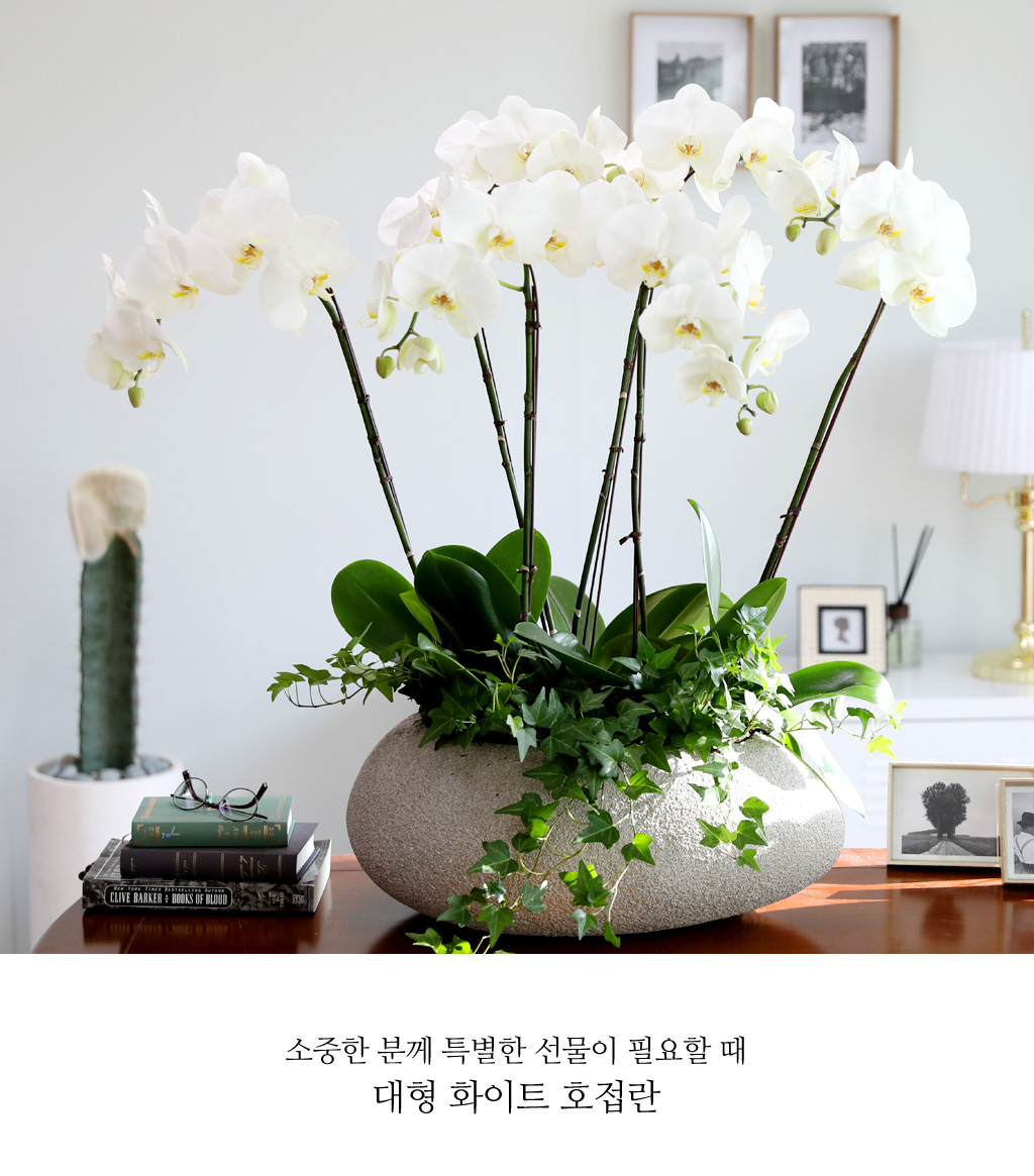 [/] White Elegant Orchid ޶ (ߴ)  ɹ