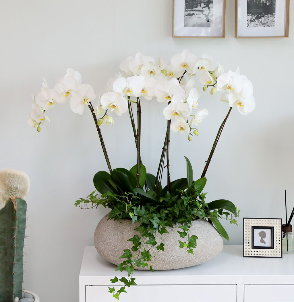 [/] White Elegant Orchid ޶ (ߴ)  ɹ