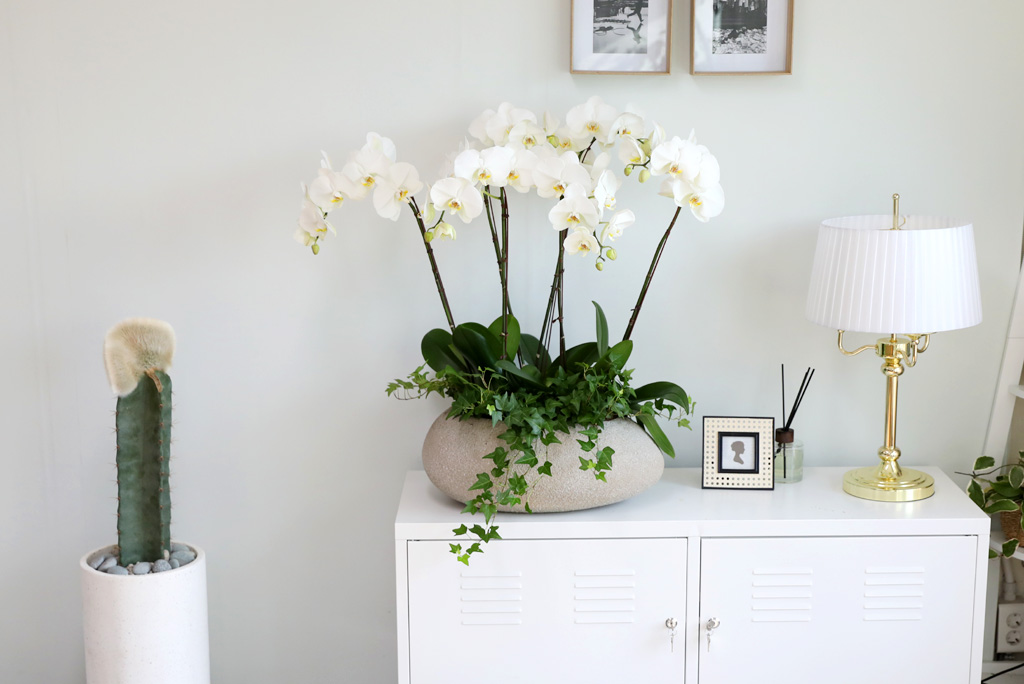 [/] White Elegant Orchid ޶ (ߴ)  ɹ