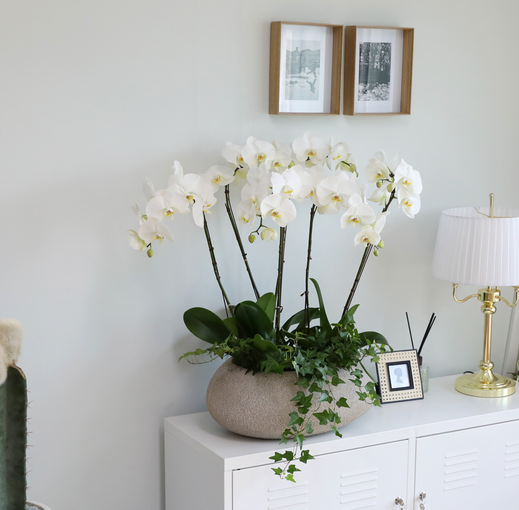 [/] White Elegant Orchid ޶ (ߴ)  ɹ