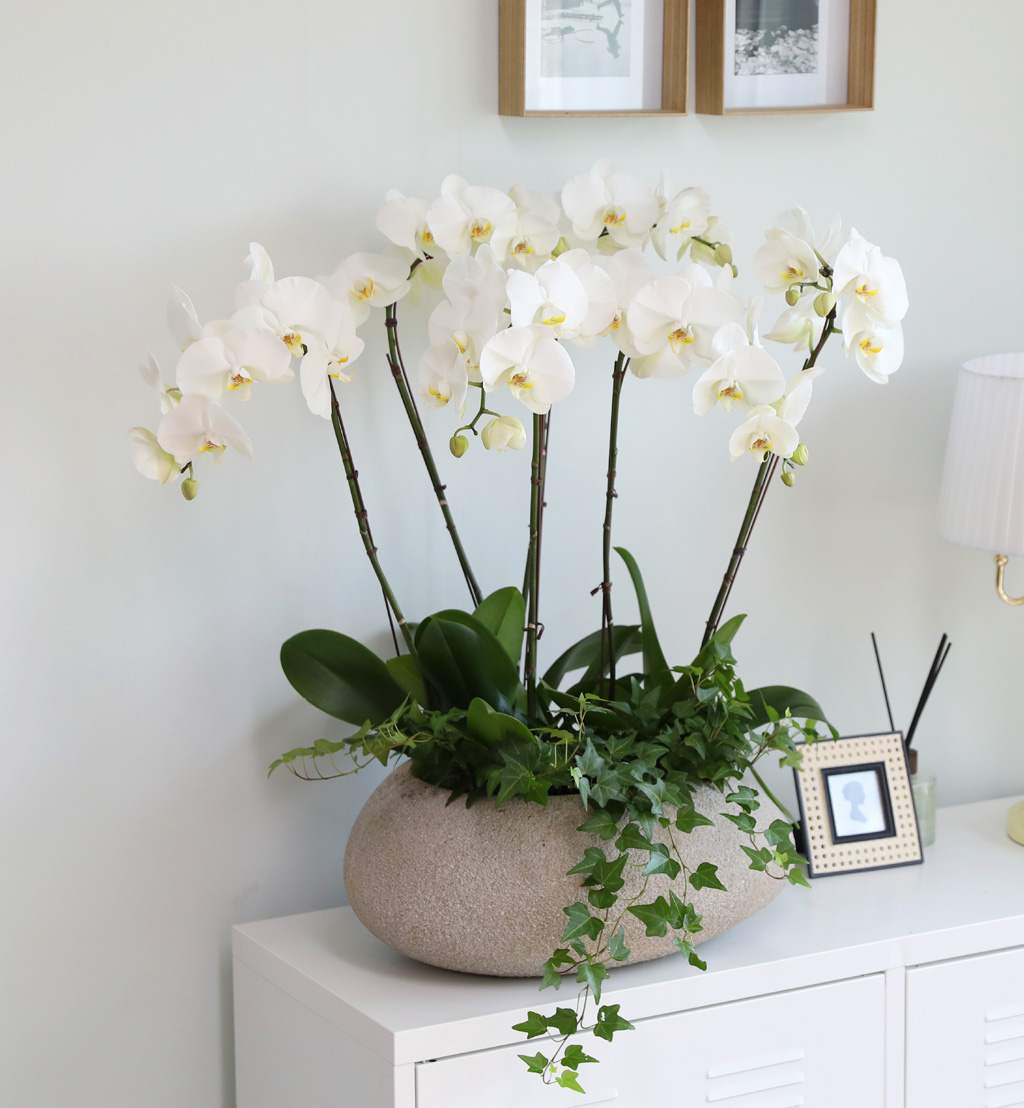 [/] White Elegant Orchid ޶ (ߴ)  ɹ