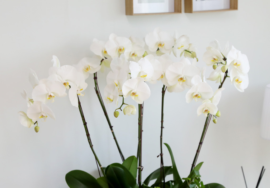 [/] White Elegant Orchid ޶ (ߴ)  ɹ