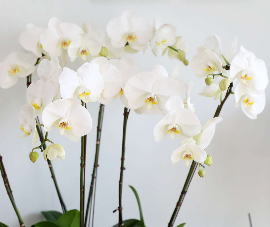 [/] White Elegant Orchid ޶ (ߴ)  ɹ