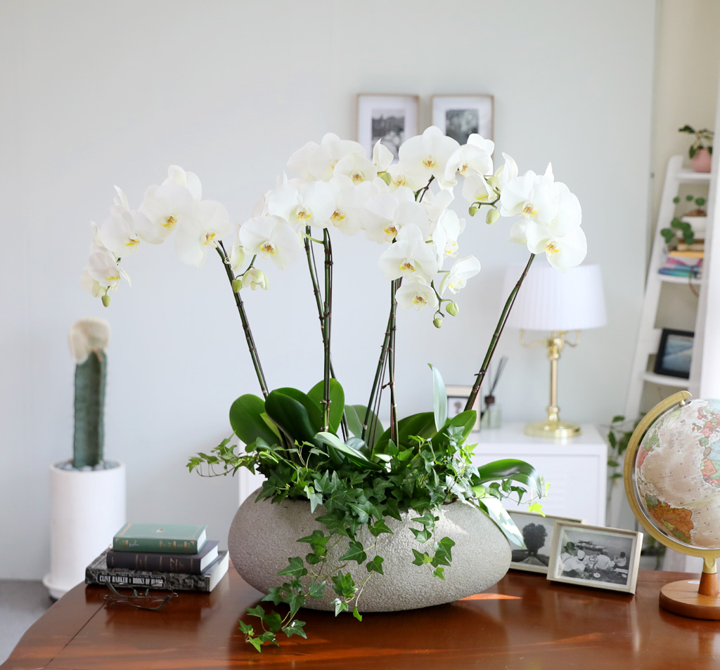 [/] White Elegant Orchid ޶ (ߴ)  ɹ