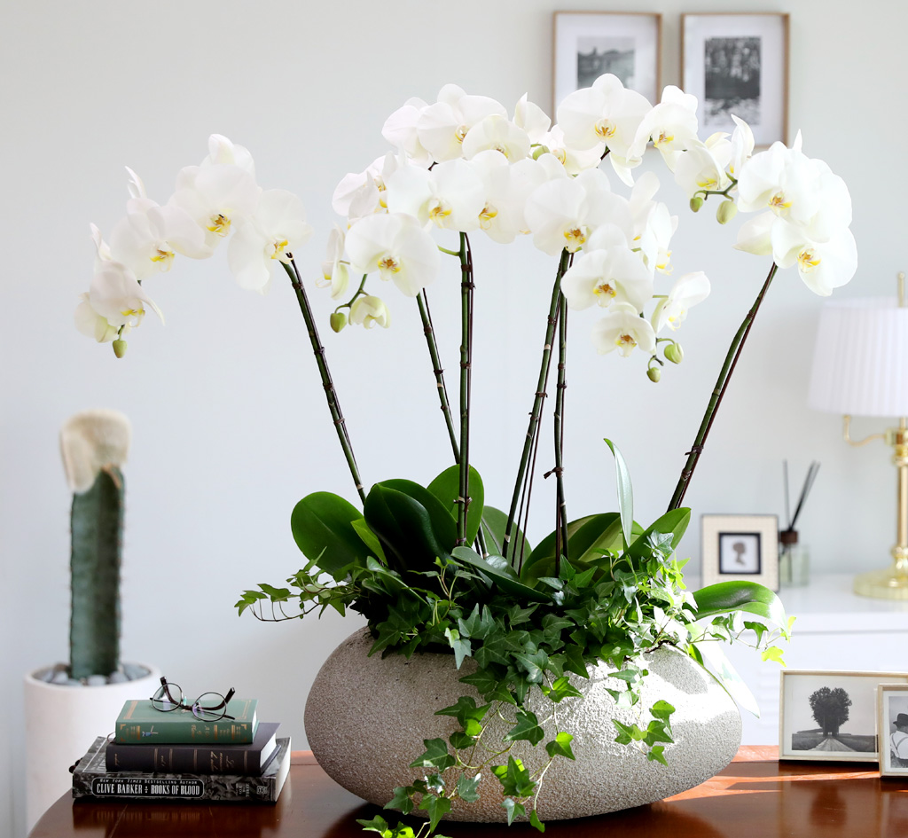 [/] White Elegant Orchid ޶ (ߴ)  ɹ