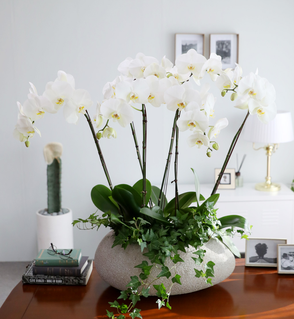 [/] White Elegant Orchid ޶ (ߴ)  ɹ