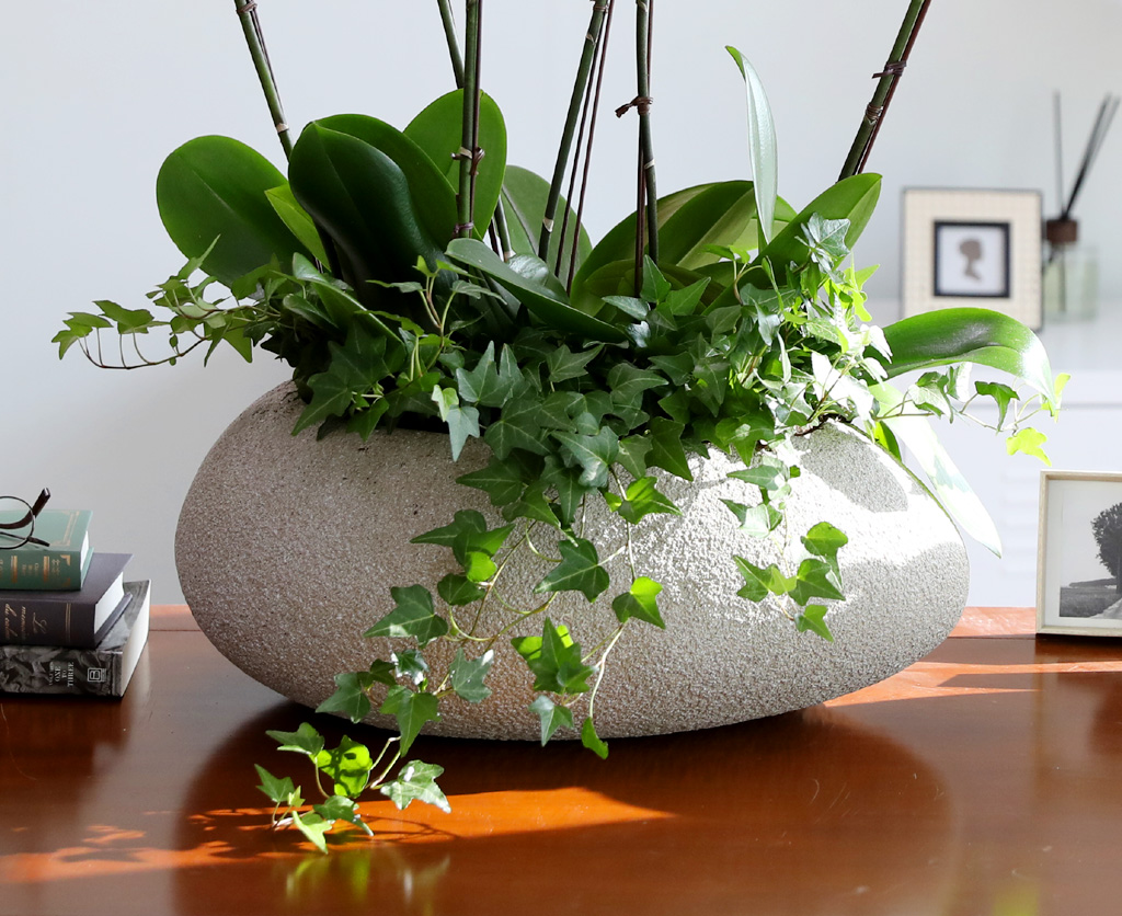 [/] White Elegant Orchid ޶ (ߴ)  ɹ