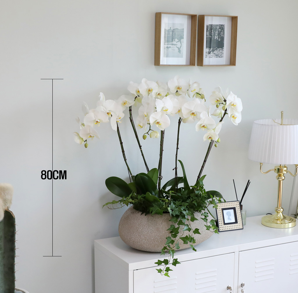 [/] White Elegant Orchid ޶ (ߴ)  ɹ