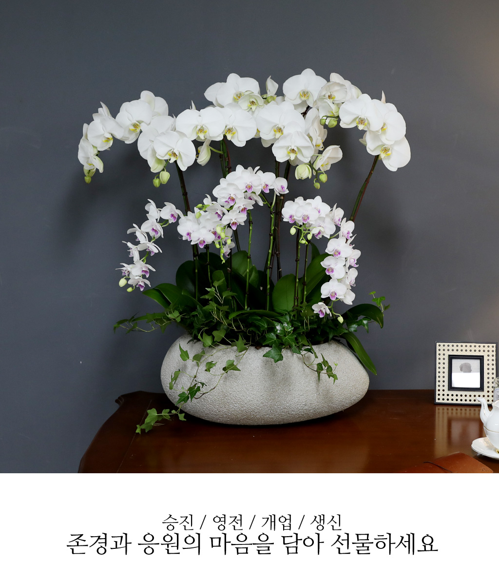 [/] White Elegant Orchid   ں ()