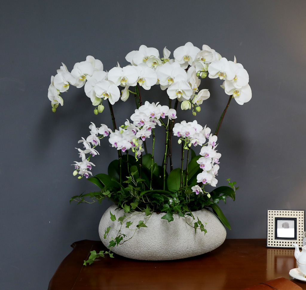 [/] White Elegant Orchid   ں ()