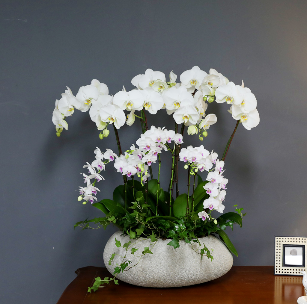 [/] White Elegant Orchid   ں ()