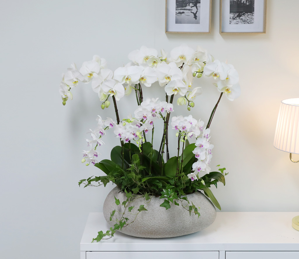 [/] White Elegant Orchid   ں ()