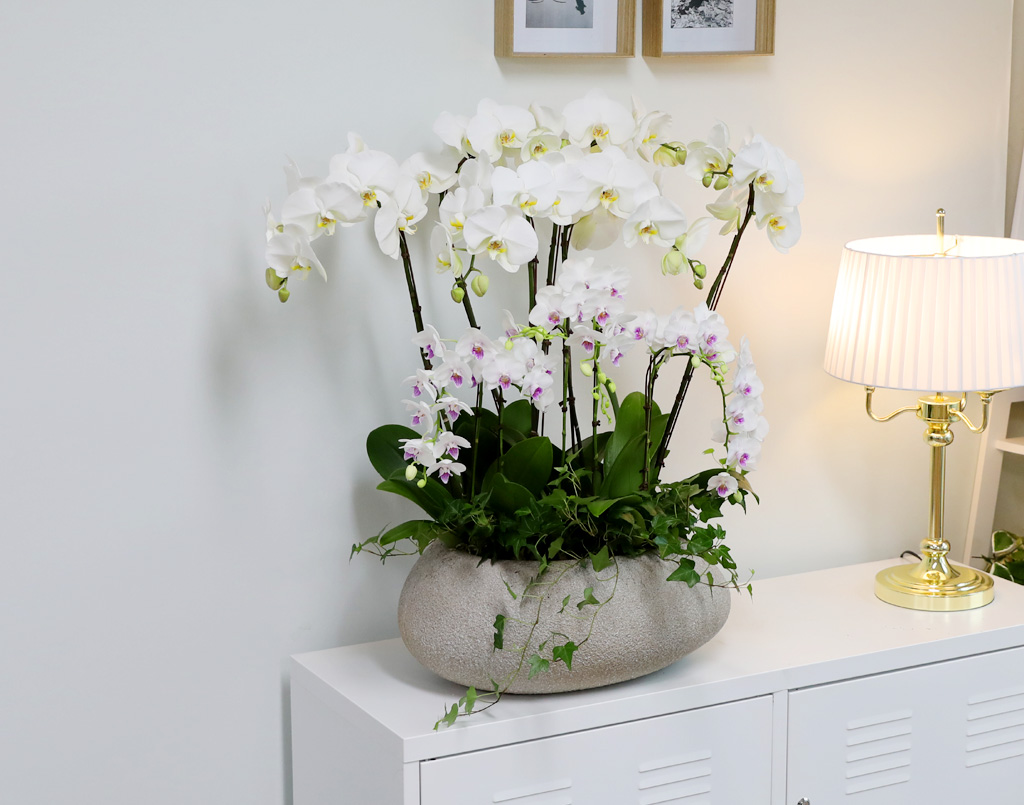 [/] White Elegant Orchid   ں ()