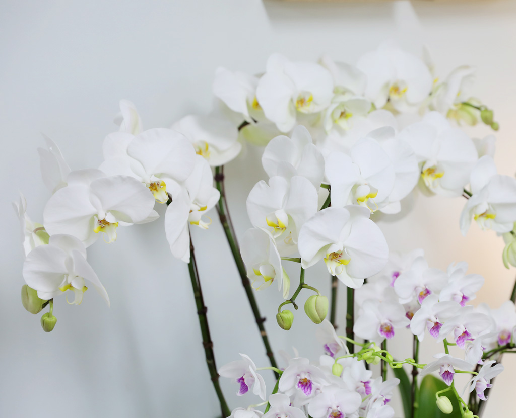 [/] White Elegant Orchid   ں ()