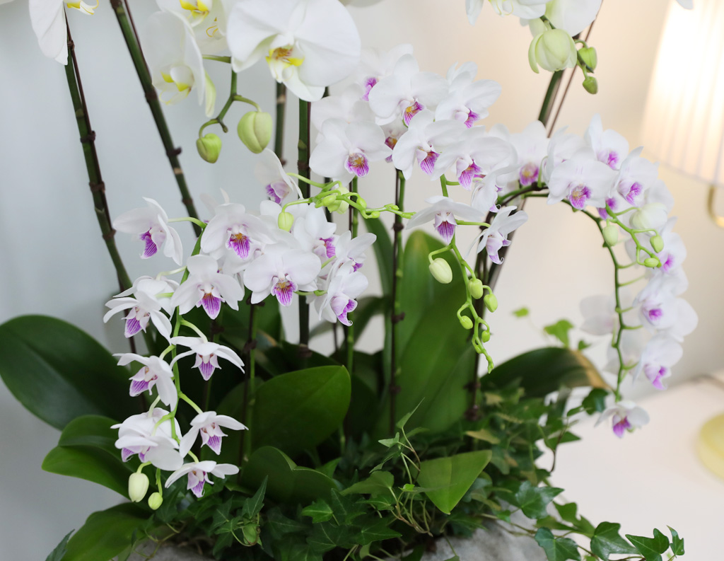[/] White Elegant Orchid   ں ()