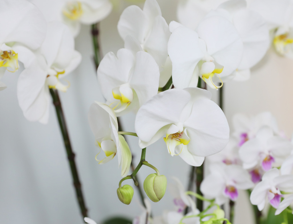 [/] White Elegant Orchid   ں ()