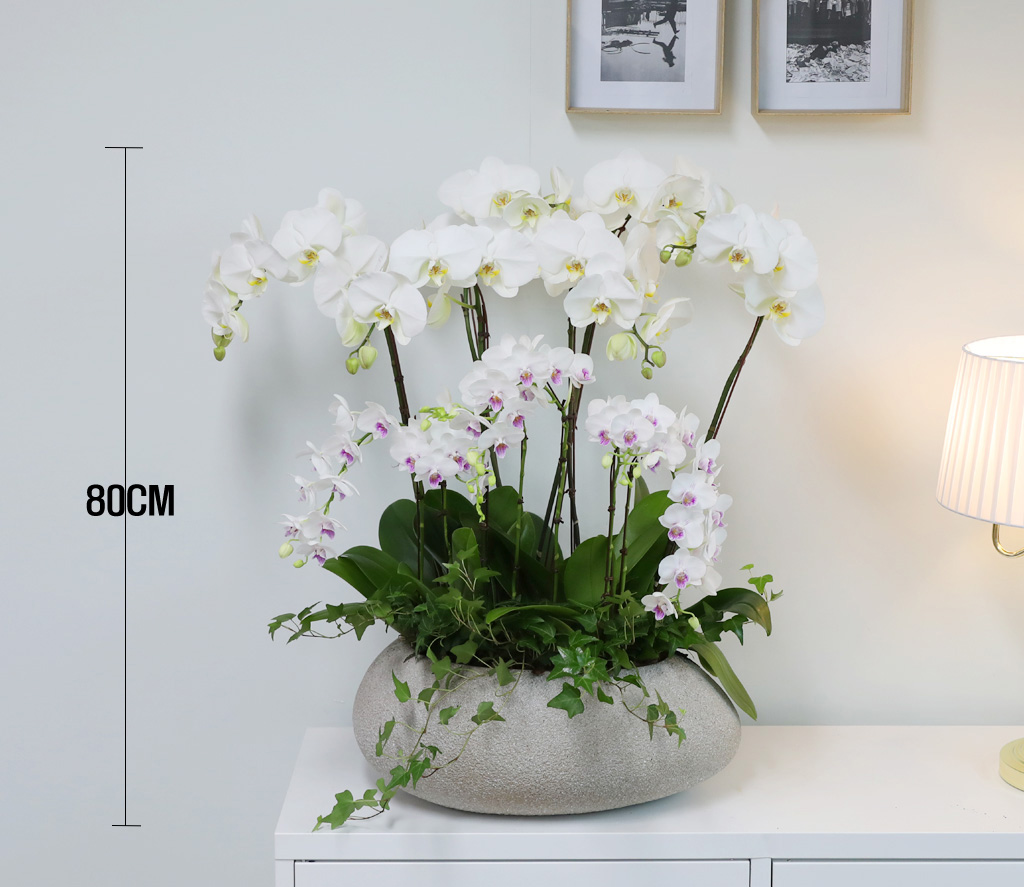 [/] White Elegant Orchid   ں ()