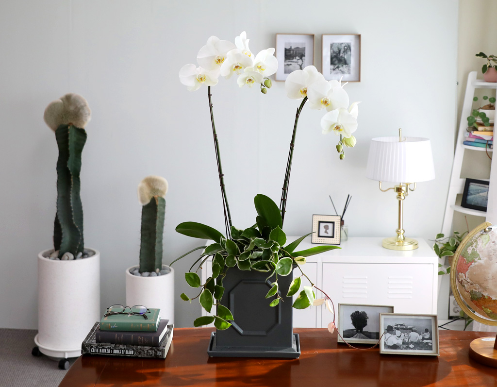 [/] White Elegant Orchid   Empire double ()  ɹ