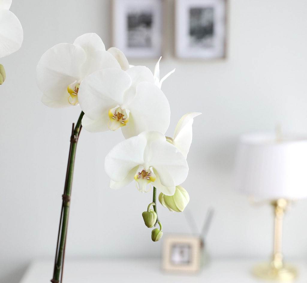 [/] White Elegant Orchid   Empire double ()  ɹ