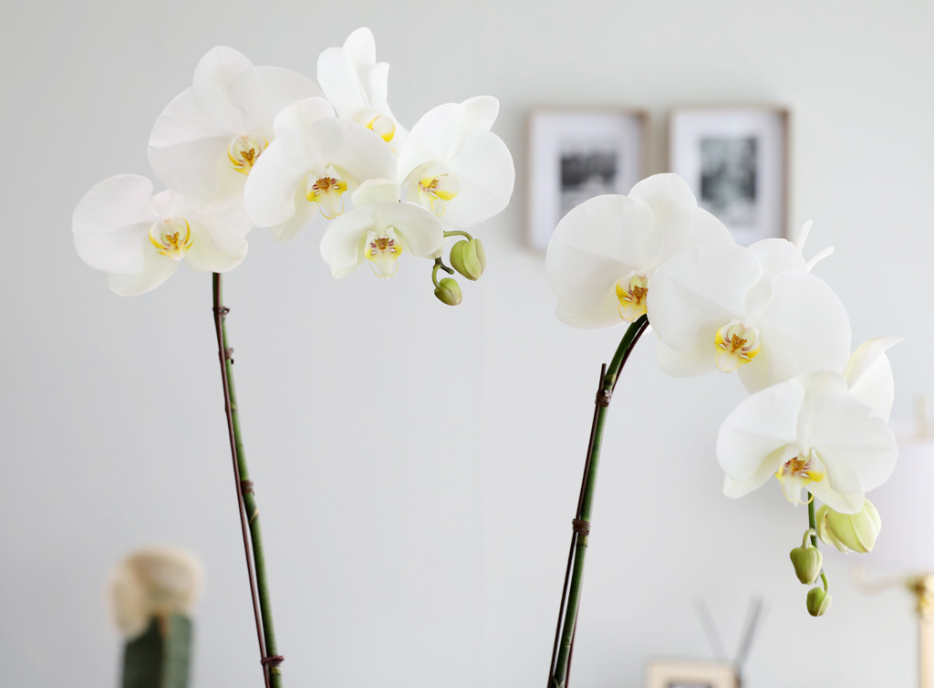 [/] White Elegant Orchid   Empire double ()  ɹ