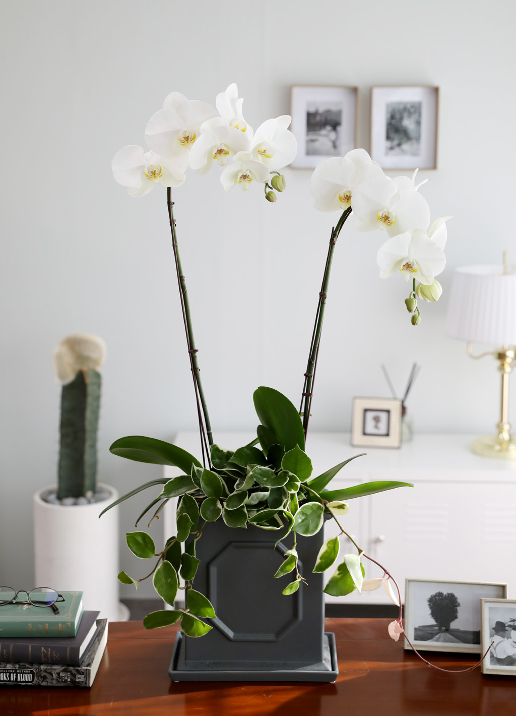 [/] White Elegant Orchid   Empire double ()  ɹ