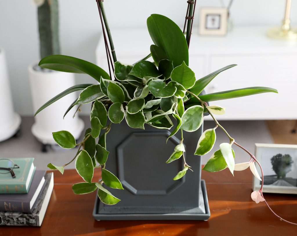 [/] White Elegant Orchid   Empire double ()  ɹ