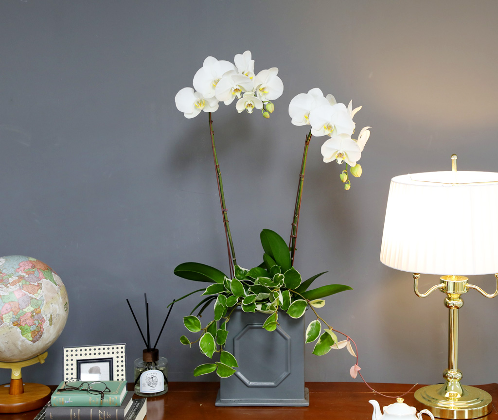 [/] White Elegant Orchid   Empire double ()  ɹ