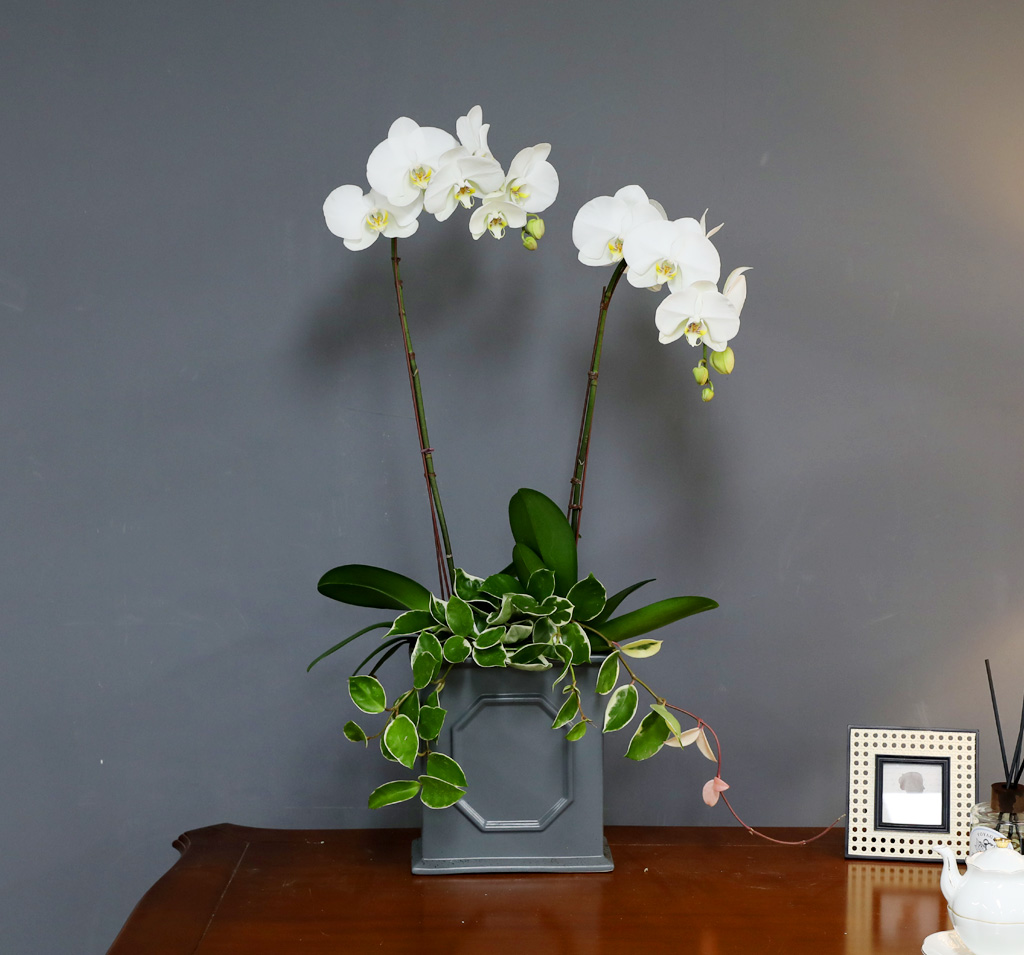 [/] White Elegant Orchid   Empire double ()  ɹ